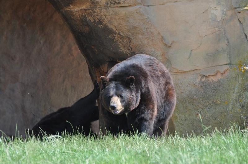 Ours baribal