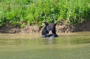 Ours baribal