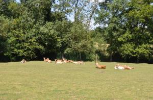 Cob de Lechwe
