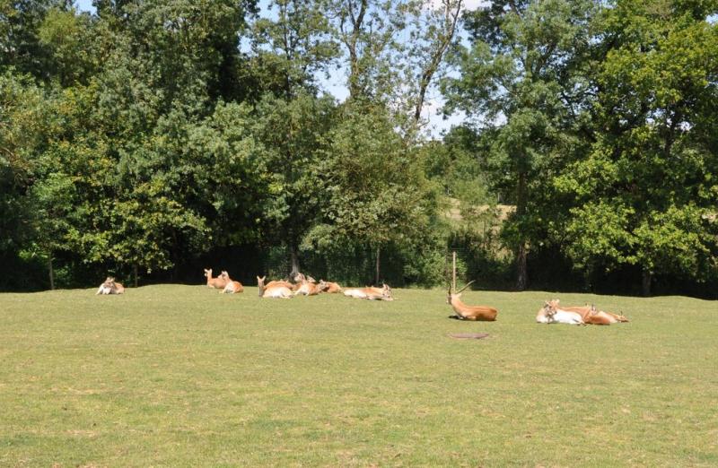 Cob de Lechwe