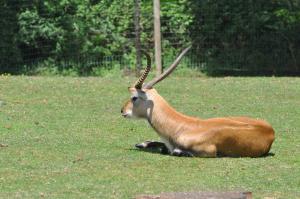Cob de Lechwe