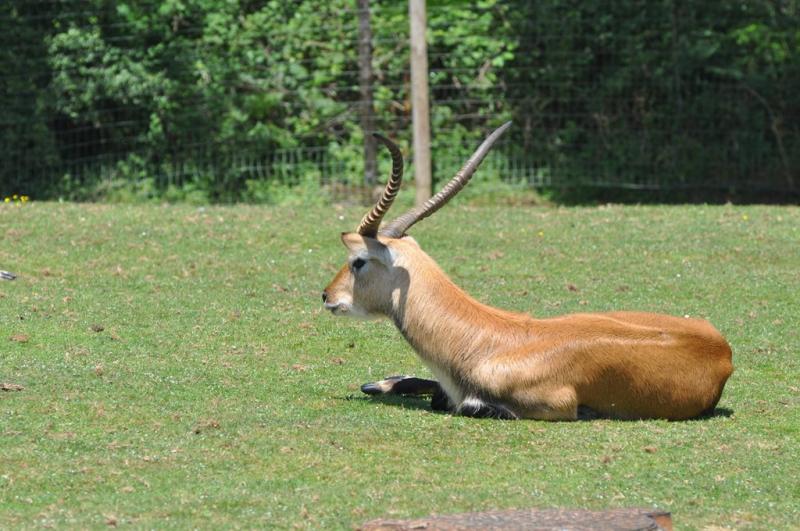 Cob de Lechwe