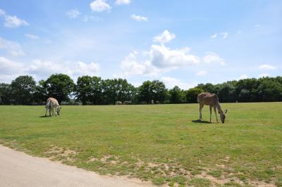 Grand koudou - Zébre - 2012