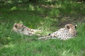 Guépard