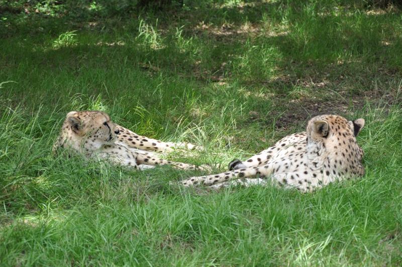 Guépard