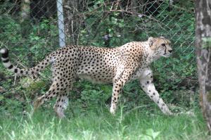 Guépard