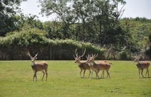 Cerf Axis
