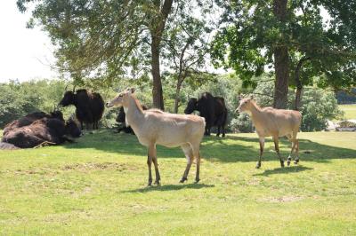 Nilgaut - Yack du Tibet - 2012
