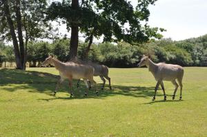Nilgaut