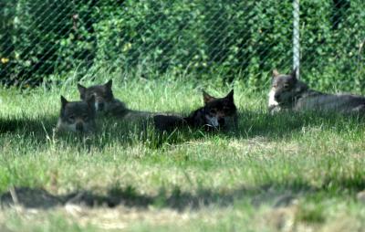 Loup d'Europe - 2012