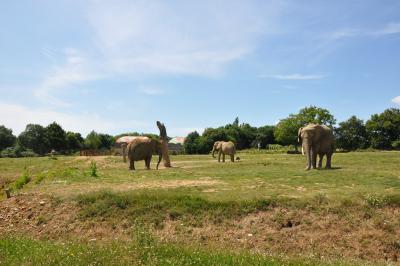 Eléphant d'Afrique - 2012