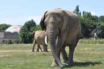 Eléphant d'Afrique - 2012