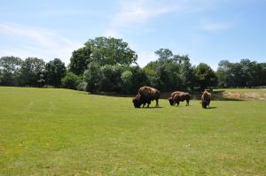 Bison d'Amérique