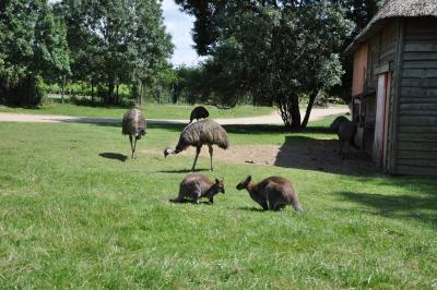 Wallaby de Bennett - Emeu - 2012