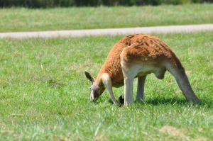 Kangourou roux