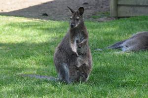 Wallaby de Bennett