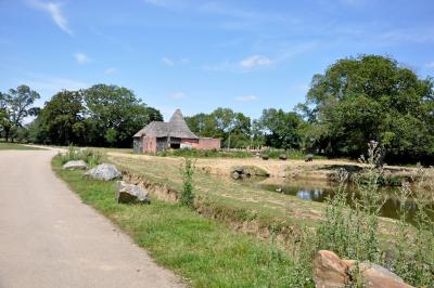 Hippopotame amphibie - 2012