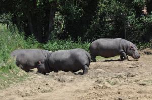 Hippopotame amphibie