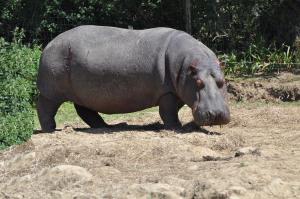 Hippopotame amphibie