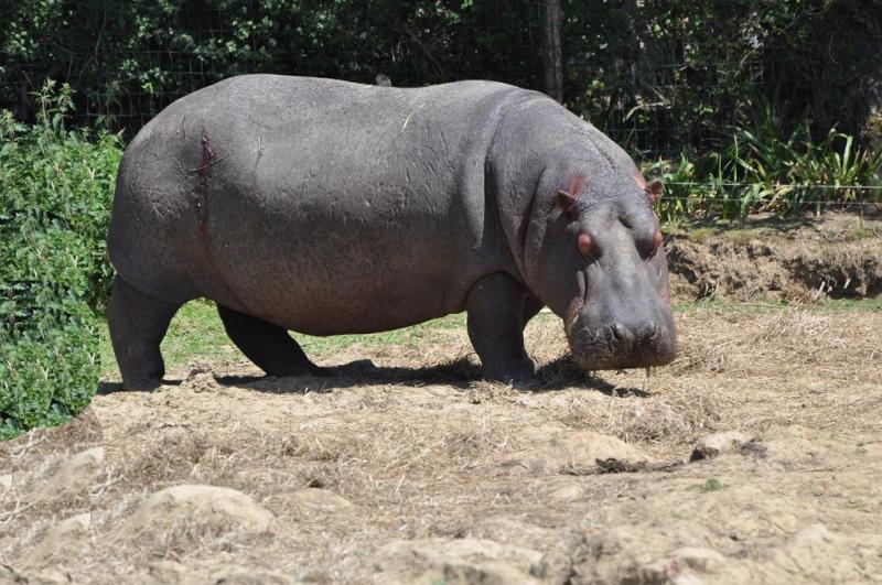 Hippopotame amphibie