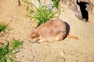 Chien de prairie