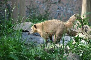 Coati roux