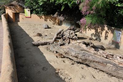 Tortues léopard - Suricate - 2012