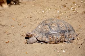Tortue léopard