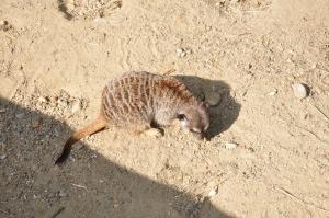 Suricate