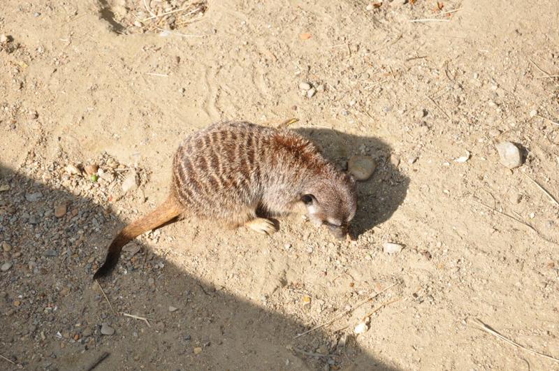 Suricate