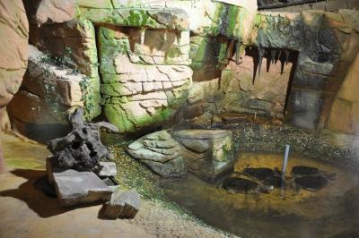 Tortue serpentine - 2012