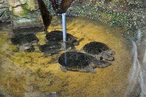 Tortue serpentine
