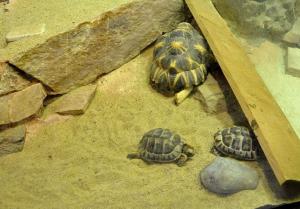 Le vivarium