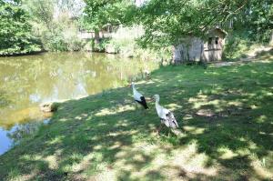 Cigogne blanche
