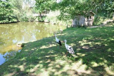 Cigogne blanche - 2012