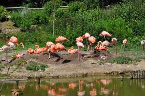 Flamant rose
