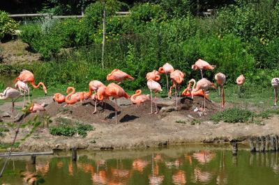 Flamant rose - 2012
