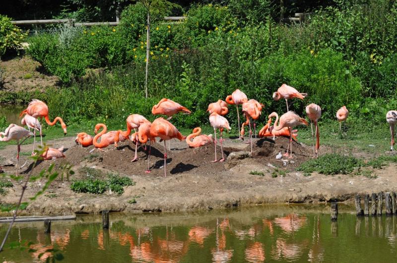 Flamant rose