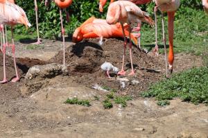 Flamant rose