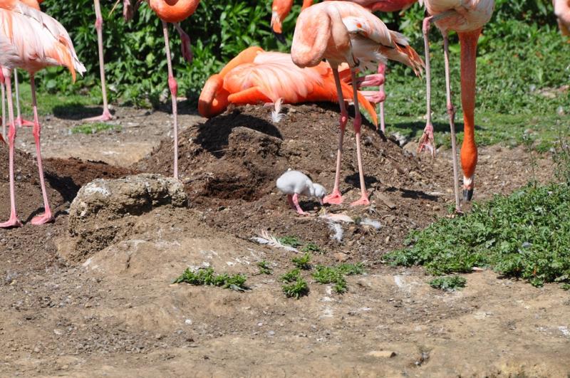 Flamant rose