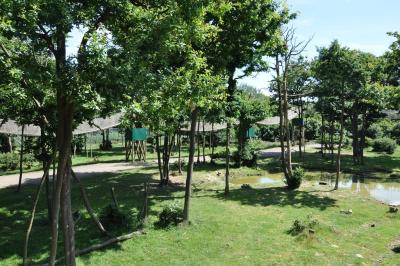 Macaque Rhésus - 2012