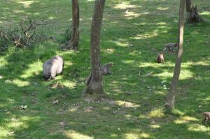 Macaque Rhésus