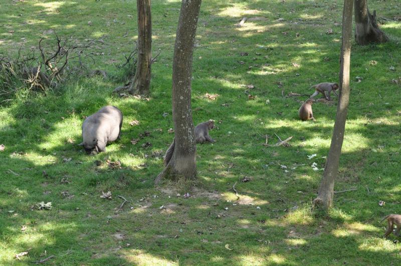 Macaque Rhésus