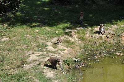 Macaque Rhésus - 2012