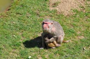 Macaque Rhésus