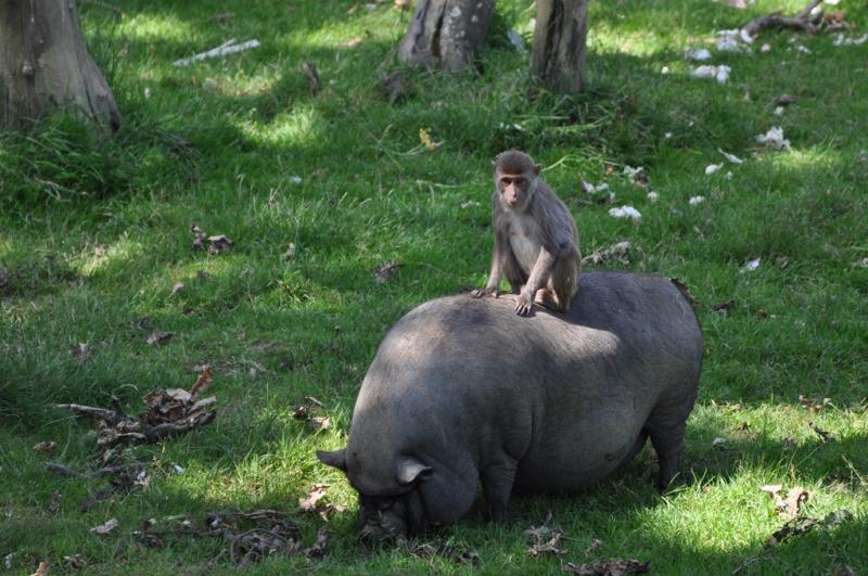 Porc du Vietnam