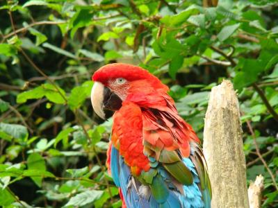 Ara à ailes vertes - 2007