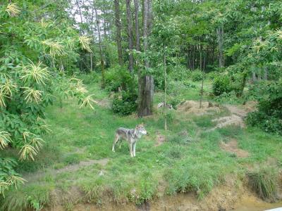 Loup du Canada - 2007