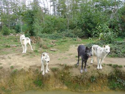 Loup du Canada - 2007