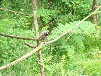 Ouistiti à pinceaux - 2007